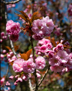 Blüten