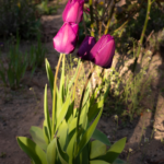 Tulpen