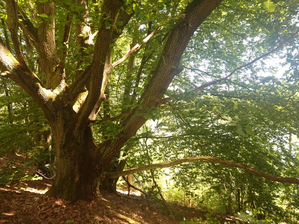 großer Baum