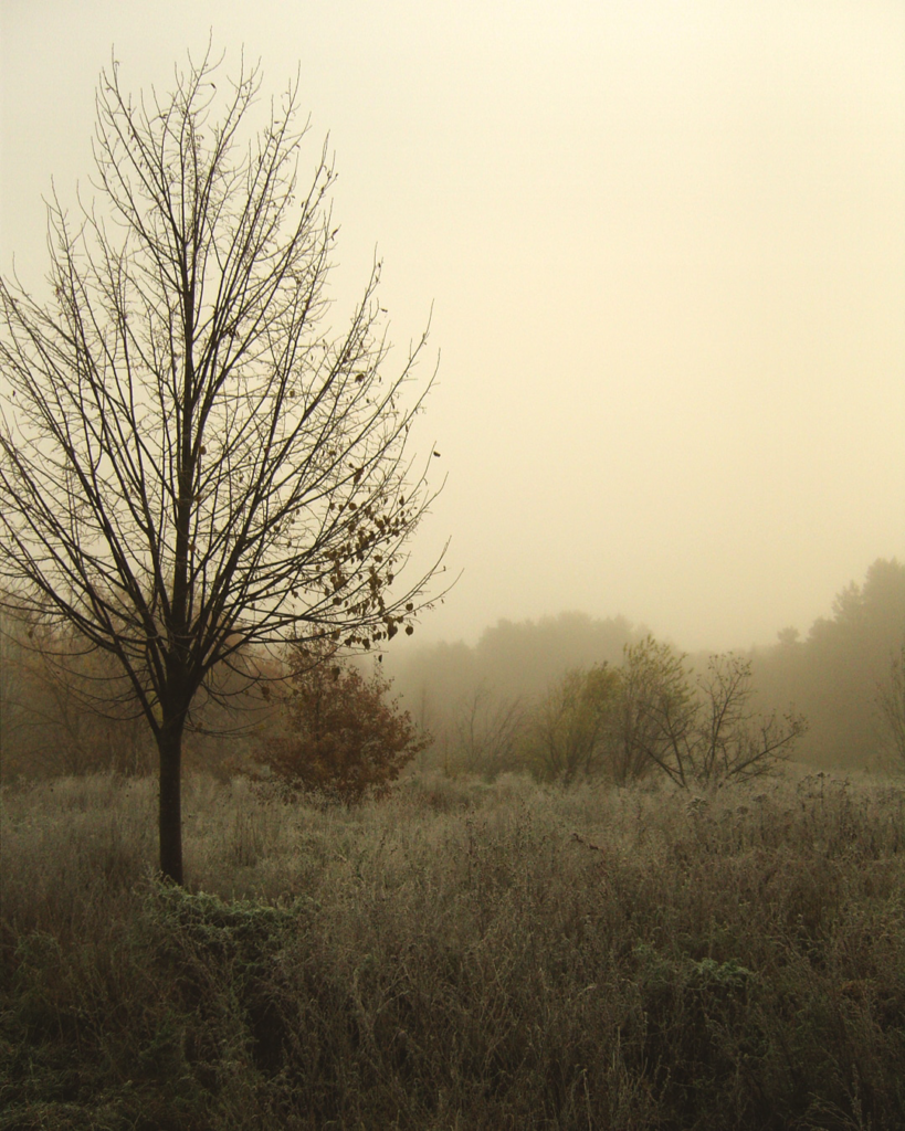 Im Morgennebel