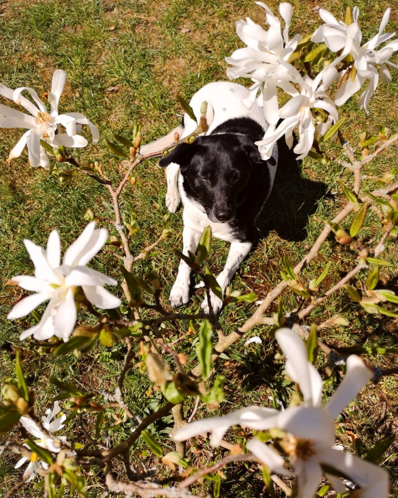 Hundeliebe zwischen Magnolien