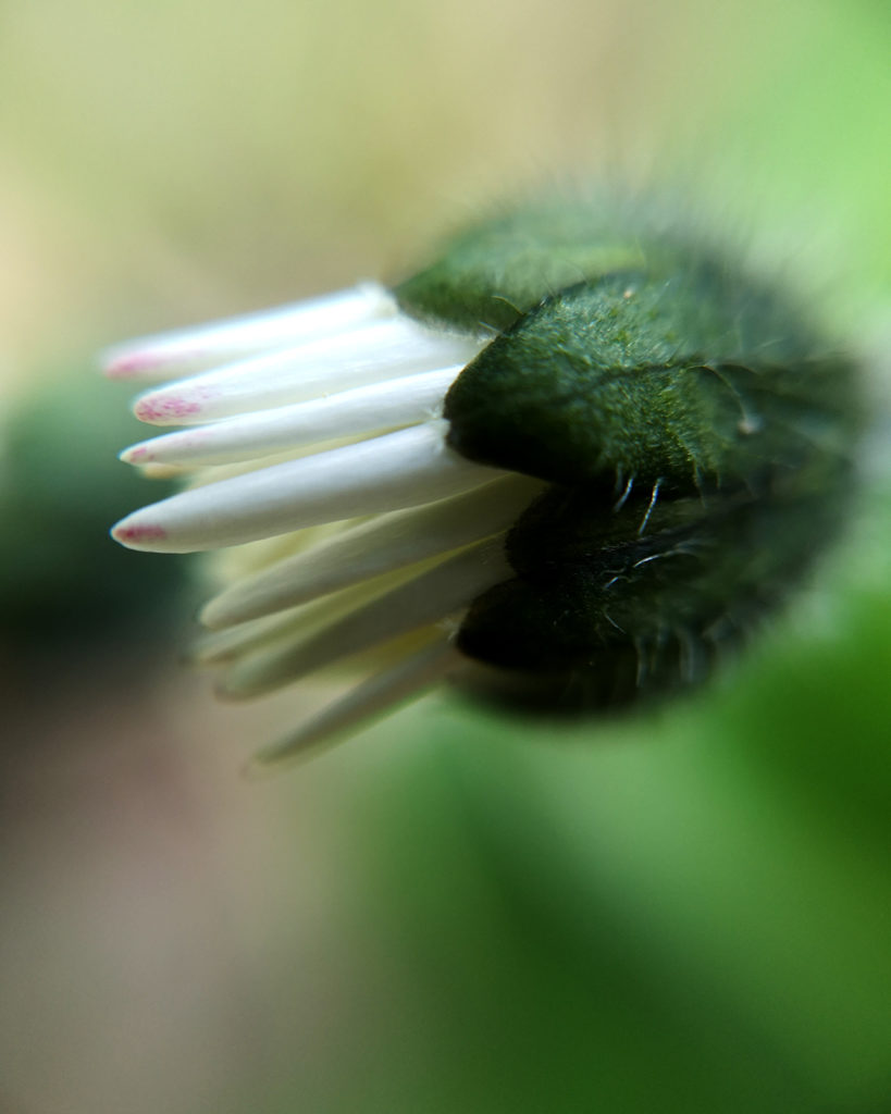 Ein Gaensebluemchen