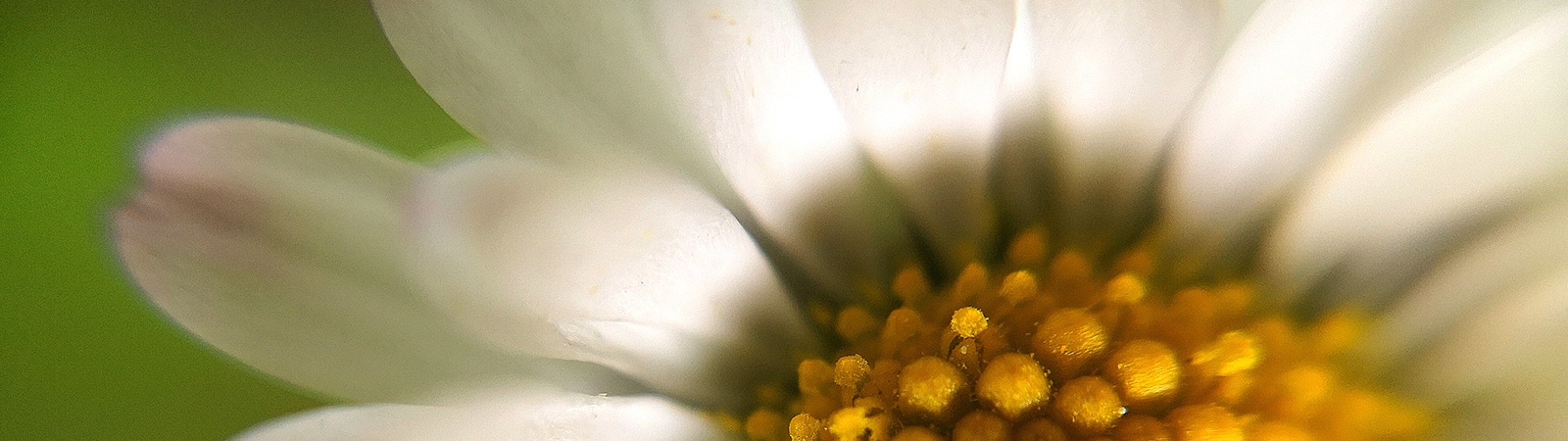 Makrofotografie - Gänseblümchen