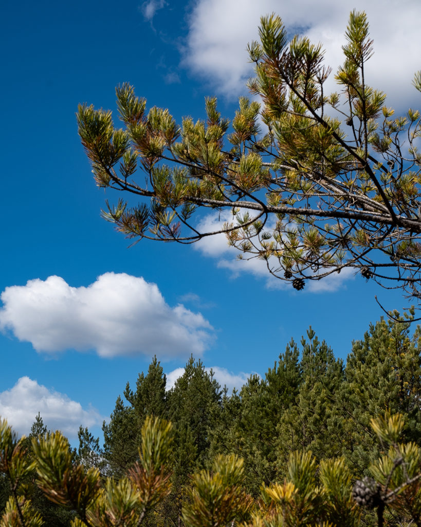 Himmel über der Kiefer