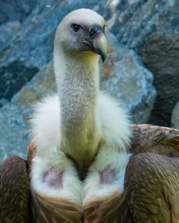 Die Geier im Tierpark