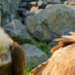 Geier im Tierpark