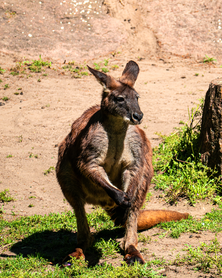 Kängurus im Tierpark